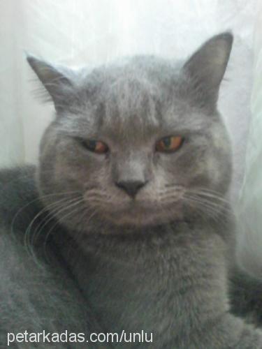 süleymansülüman Erkek British Shorthair