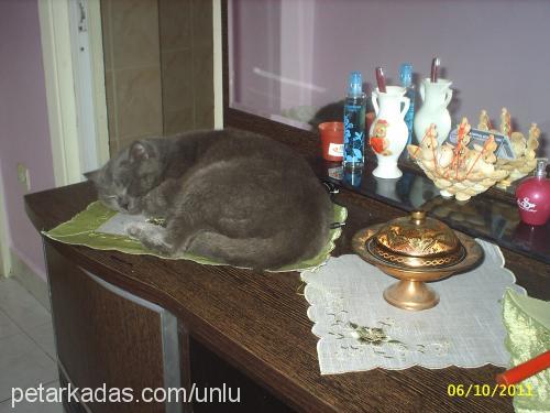 süleymansülüman Erkek British Shorthair