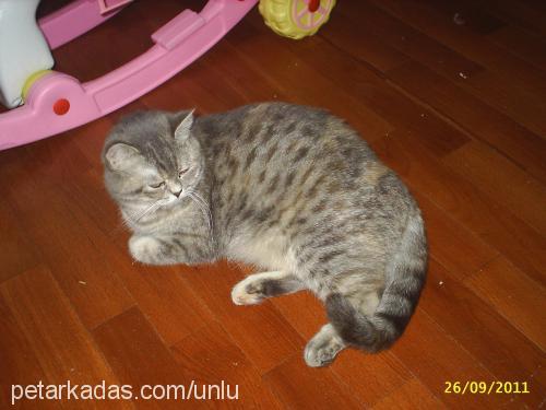 leydim Dişi British Shorthair