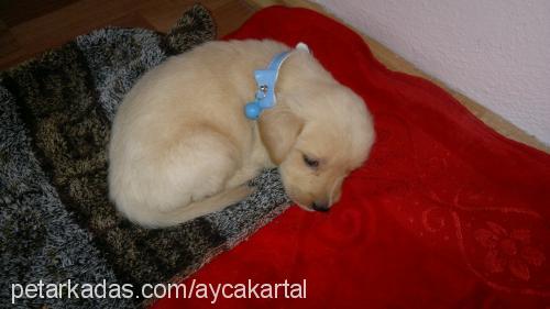 alex Erkek Golden Retriever