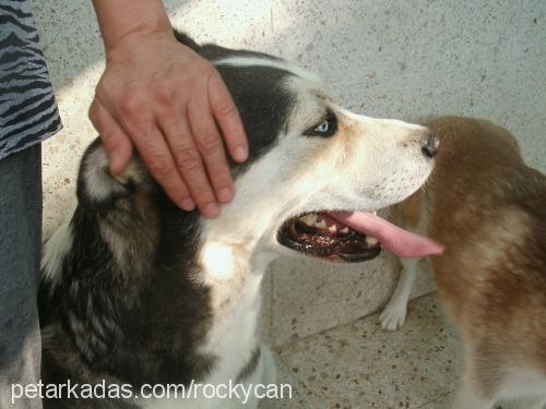 rocky Erkek Sibirya Kurdu (Husky)