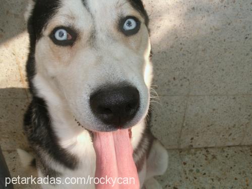 rocky Erkek Sibirya Kurdu (Husky)