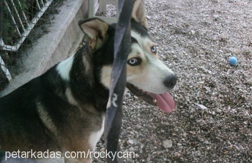 rocky Erkek Sibirya Kurdu (Husky)