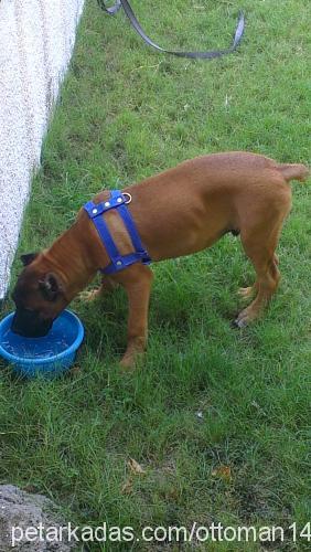 barney Erkek Cane Corso Italiano