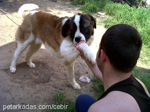 cebir Erkek St. Bernard (Saint Bernard)