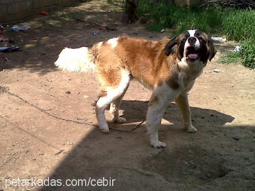 cebir Erkek St. Bernard (Saint Bernard)