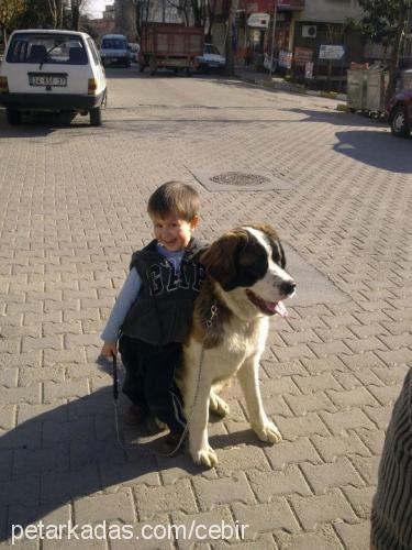 cebir Erkek St. Bernard (Saint Bernard)