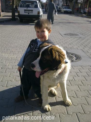 cebir Erkek St. Bernard (Saint Bernard)