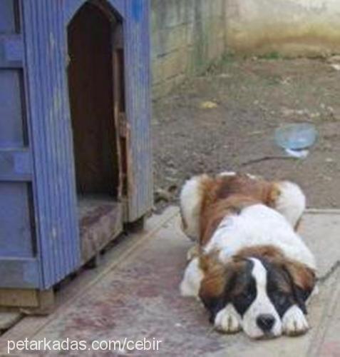 cebir Erkek St. Bernard (Saint Bernard)