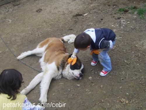 cebir Erkek St. Bernard (Saint Bernard)