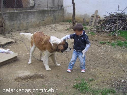 cebir Erkek St. Bernard (Saint Bernard)