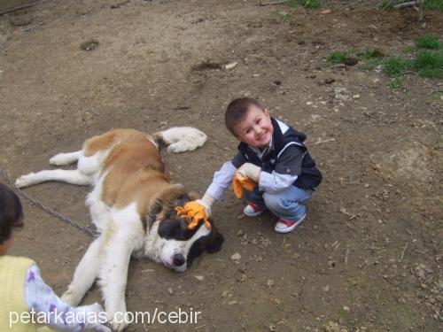 cebir Erkek St. Bernard (Saint Bernard)