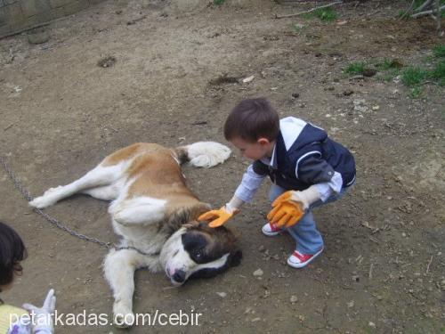 cebir Erkek St. Bernard (Saint Bernard)