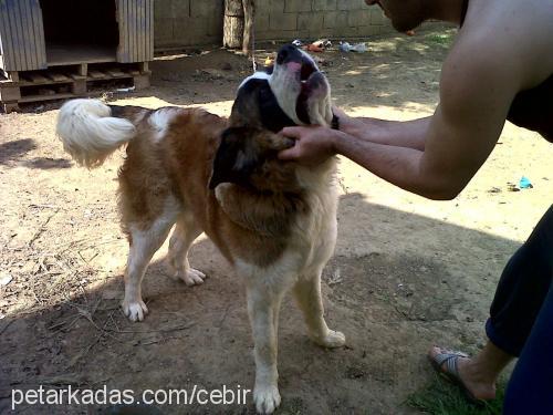 cebir Erkek St. Bernard (Saint Bernard)