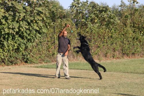 wega Erkek Alman Çoban Köpeği