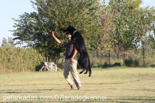 wega Erkek Alman Çoban Köpeği