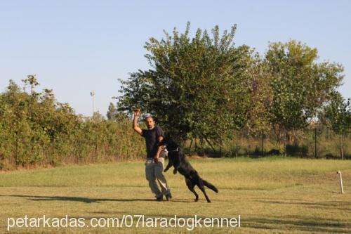 wega Erkek Alman Çoban Köpeği