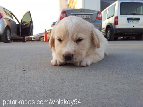 viski Erkek Golden Retriever