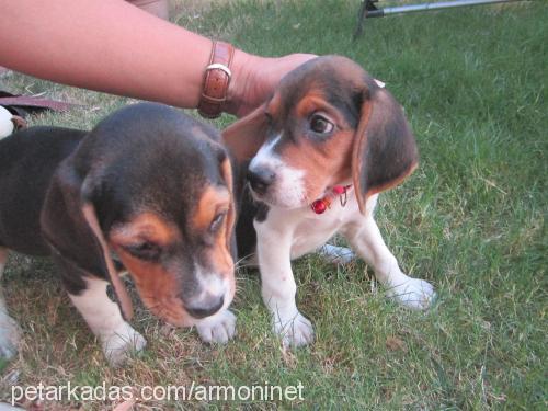 çakıl Dişi Beagle