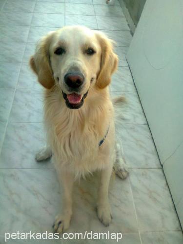 max Erkek Golden Retriever