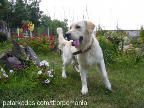 rex Erkek Golden Retriever