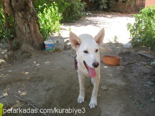 asya Dişi Sibirya Kurdu (Husky)