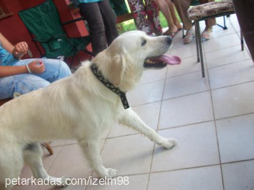 mono Erkek Golden Retriever