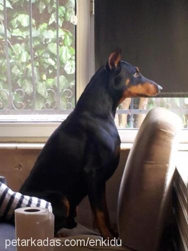 enkidu Erkek Doberman Pinscher