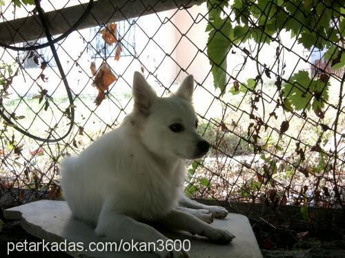 badi Erkek Finnish Spitz