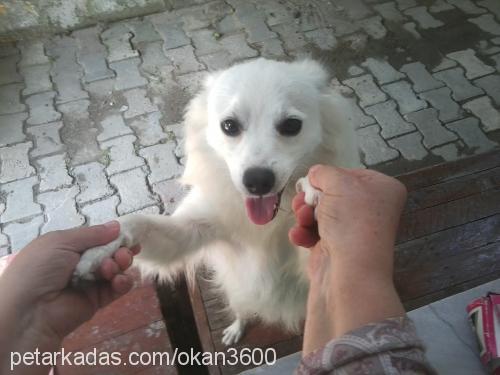 badi Erkek Finnish Spitz