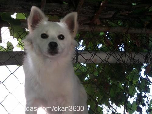 badi Erkek Finnish Spitz