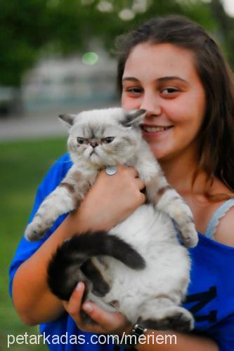 bade Dişi Exotic Shorthair