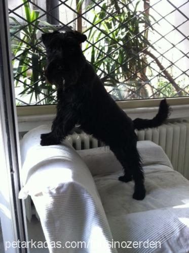 chanel Dişi Standart Schnauzer