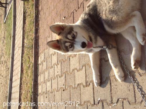 sam Erkek Sibirya Kurdu (Husky)