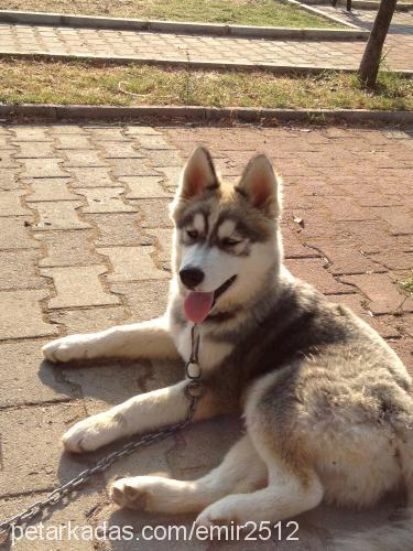 sam Erkek Sibirya Kurdu (Husky)