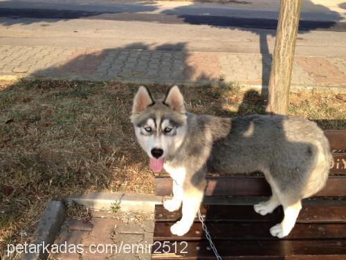 sam Erkek Sibirya Kurdu (Husky)