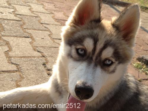 sam Erkek Sibirya Kurdu (Husky)