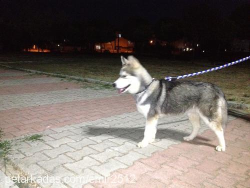 sam Erkek Sibirya Kurdu (Husky)