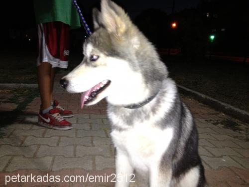 sam Erkek Sibirya Kurdu (Husky)