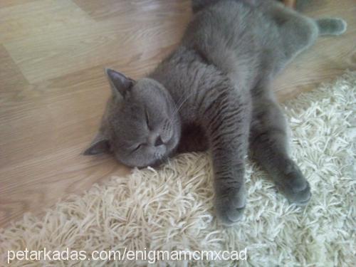 simona Dişi British Shorthair