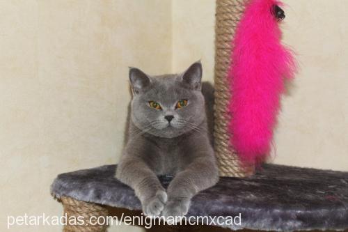 simona Dişi British Shorthair