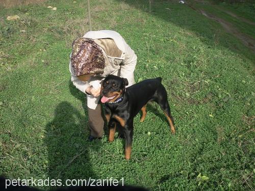 toşa Dişi Rottweiler