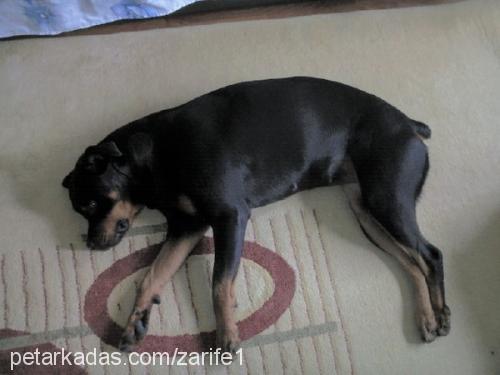 toşa Dişi Rottweiler