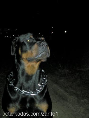 toşa Dişi Rottweiler