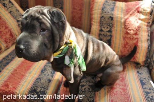 tekila Dişi Çin Shar-Pei