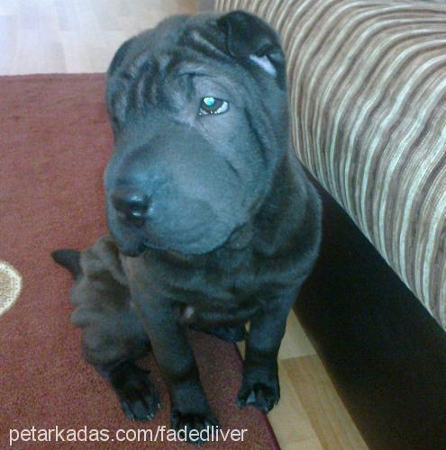 tekila Dişi Çin Shar-Pei