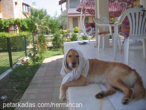 tarçın Erkek Golden Retriever