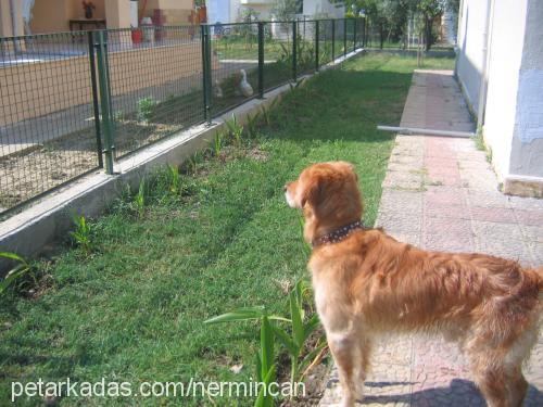 tarçın Erkek Golden Retriever