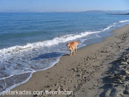 tarçın Erkek Golden Retriever