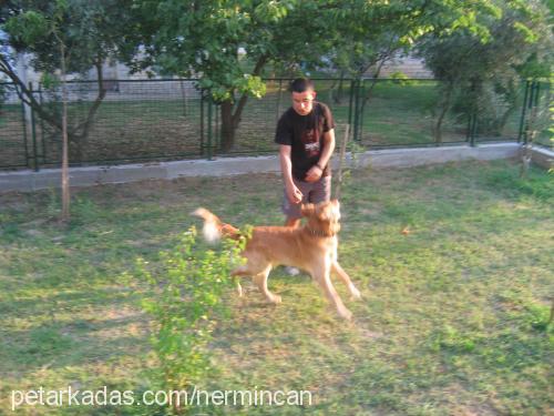 tarçın Erkek Golden Retriever